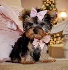 SUPER CUTE X-MAS TEACUP YORKIE PUPPIES FOR A NEW HOME....