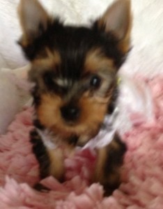 Top Quality X MAS Teacup Yorkie Puppies