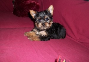 !!!Wow AWESOME X MAS  MALE AND FEMALE YORKIE PUPPIES FOR ADOPTION TO CARING HOMES Wow!!!