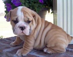 X-Mass Super malicious male and female English Bulldog puppies now ready to join you. just email us now for more details and pic