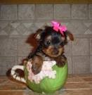 Home Raised T-cup YORKSHIRE TERRIER Puppies for good home