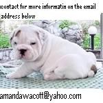 We have available English bulldog puppies