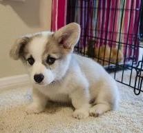 Pembroke Welsh Corgi for Rehoming