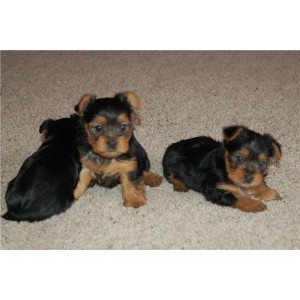 xmas yorkie and maltese puppies text at (650) 263-7495