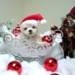 ADORABLE X-MASS MALE AND FEMALE MALTESE PUPPIES FOR  ADOPTION