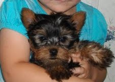 AKC registered yorkie Puppy