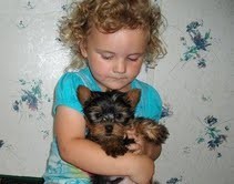 AKC registered yorkie Puppy.