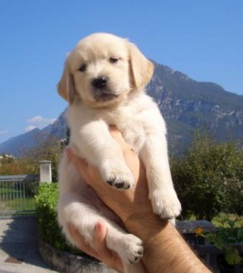 Golden Retriever Puppies For Adoption