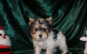 Healthy teacup yorkie puppies for adoption (213) 529-0109 ready to make your x-mas home complet