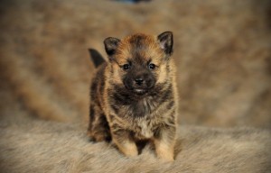 *Adorable*Cute Pomeranians Chihuahuas puppies