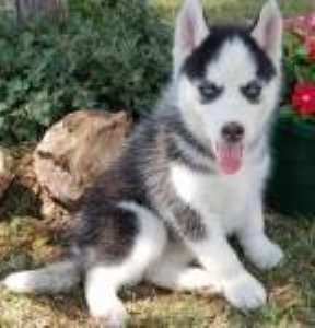 ****OHHHHHH...What a Healthy Siberian Husky We Got(903-345-8278)***