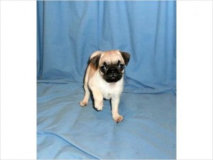 Adorable Pug puppies now ready!!...(647) 794-7551