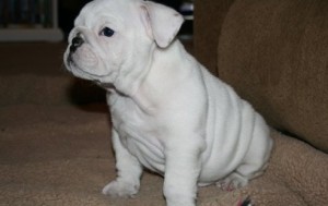 We have two English bulldogs available