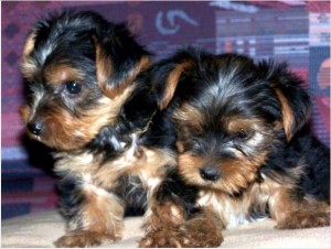 Free!!Teacup and Toy Yorkie Puppies (Boys &amp; Girls) Xmass and New Year