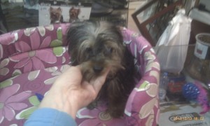 6 weeks  old female and male yorkie  free!