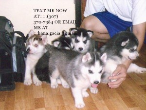 Adorable siberian husky puppies (307) 370-7384