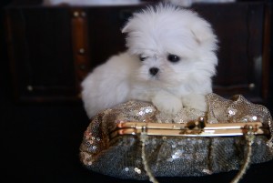 Teacup Maltese Puppies For Adoption.