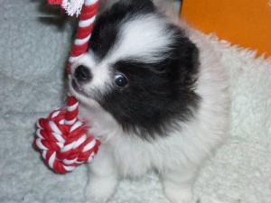 Tinny teacup Pomeranian puppies for you as a Giff this Xmas text me via my  # (321) 622-0436.