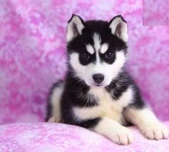 Playful Siberian Husky Puppies For New Homes. Contact with your Cell phone number for more details .