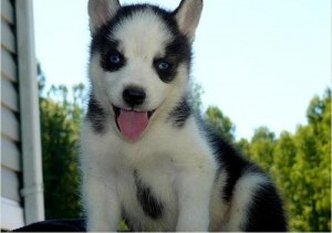 blue eyes siberian husky for xmas