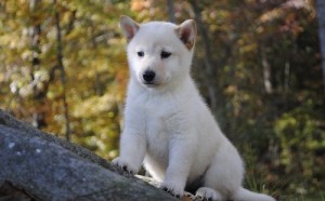 shiba inu puppies for xmas