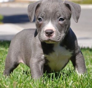 American pittbull puppies for sale