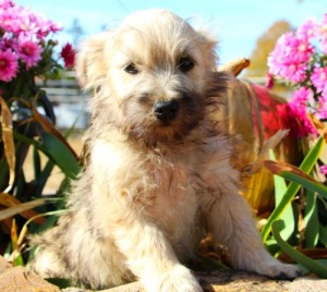 cairrn terrier puppies for sale