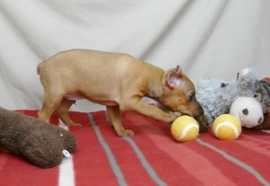 miniature pincher puppies for xmas