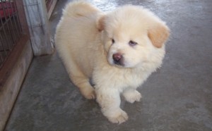 chow chow puppies for xmas