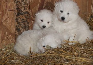 samoye puppies for xmas