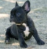 X-mas French Bulldog puppies for adoption