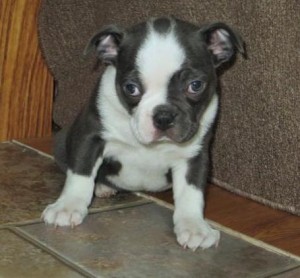 Great loving Boston Terrier puppies ready for X-Mass