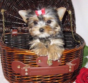 Intelligent male and female Yorkshire Terrier puppies ready for Christmas