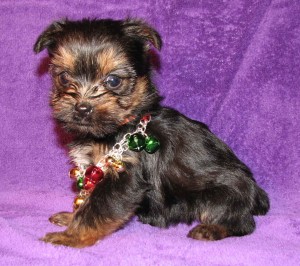 Intelligent male and female Yorkshire Terrier puppies ready for Christmas