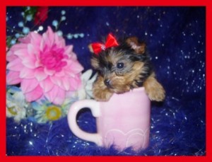 Adorable Teacup Yorkie Puppies