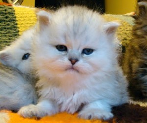 Playful Persian Kittens For New Homes