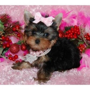 (xmas) Yorkie puppies for free adoption into loving homes(include your phone #)