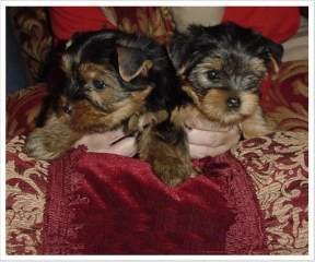 male and female yorkie puppies