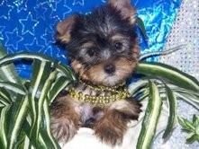 X-MASS YORKSHIRE TERRIER PUPPIES FOR FREE ADOPTION