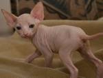 Great Personality Xmas Male And Female Sphynx Kitten For Sale.