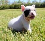 Sweet French Bulldog puppies for good homes