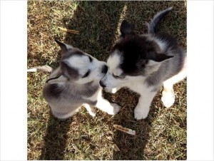 Xmas Siberian Huskies for sale