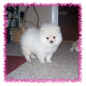 (xmas)Male and female Pomeranian puppies for free adoption into loving homes(include your phone #)