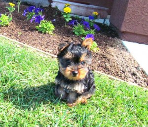 lovely Yorkie puppies for adoption