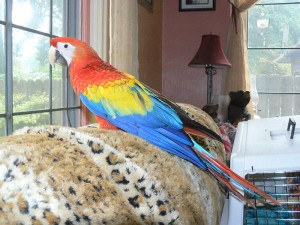 DNA TESTED MACAWS FOR SALE