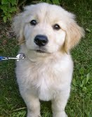 female Golden Retriever