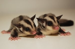 Sugar Gliders Joeys  for adoption