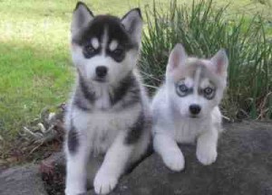 Male and female Siberian husky Puppies