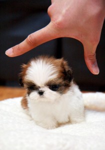 Adorable Shih Tzu puppies  ready for home adoption now.