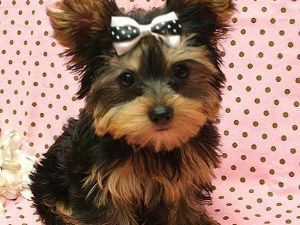 Tea Cup Yorkie Puppies